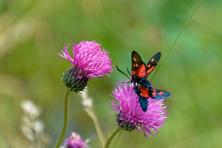 Papillons